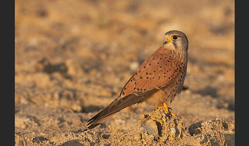 Turmfalke (Falco tinnunculus)