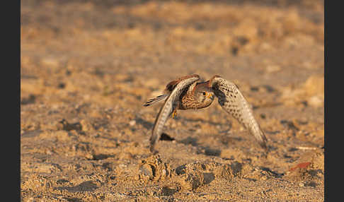 Turmfalke (Falco tinnunculus)