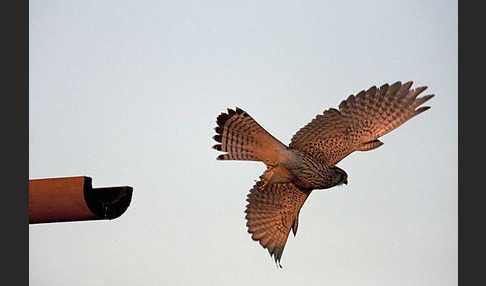 Turmfalke (Falco tinnunculus)