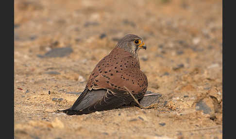 Turmfalke (Falco tinnunculus)