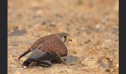 Turmfalke (Falco tinnunculus)