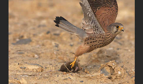 Turmfalke (Falco tinnunculus)