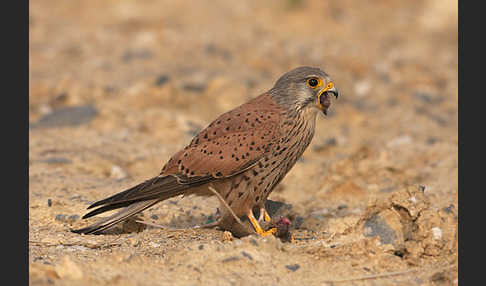 Turmfalke (Falco tinnunculus)