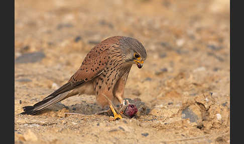 Turmfalke (Falco tinnunculus)