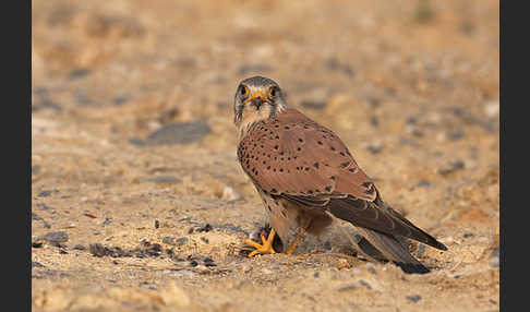 Turmfalke (Falco tinnunculus)