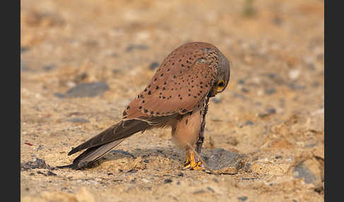 Turmfalke (Falco tinnunculus)