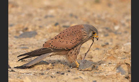 Turmfalke (Falco tinnunculus)