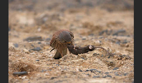 Turmfalke (Falco tinnunculus)