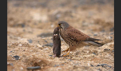 Turmfalke (Falco tinnunculus)