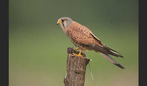 Turmfalke (Falco tinnunculus)