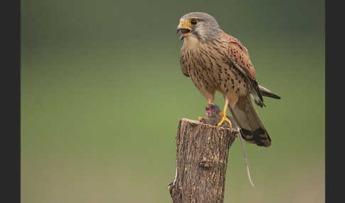 Turmfalke (Falco tinnunculus)