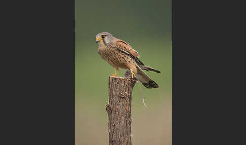 Turmfalke (Falco tinnunculus)