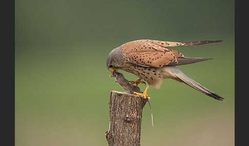 Turmfalke (Falco tinnunculus)