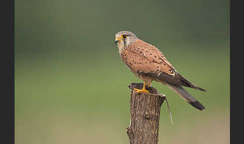 Turmfalke (Falco tinnunculus)