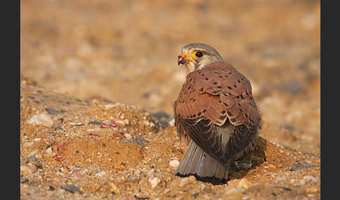 Turmfalke (Falco tinnunculus)