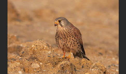 Turmfalke (Falco tinnunculus)