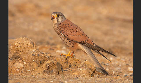 Turmfalke (Falco tinnunculus)