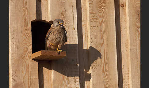 Turmfalke (Falco tinnunculus)