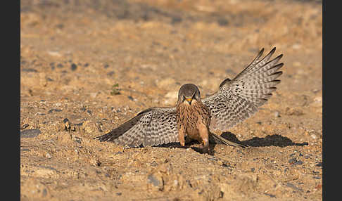 Turmfalke (Falco tinnunculus)