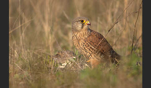 Turmfalke (Falco tinnunculus)