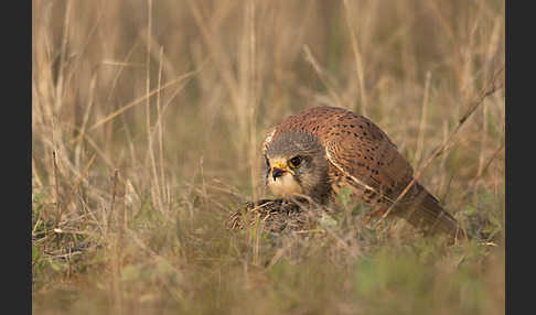 Turmfalke (Falco tinnunculus)