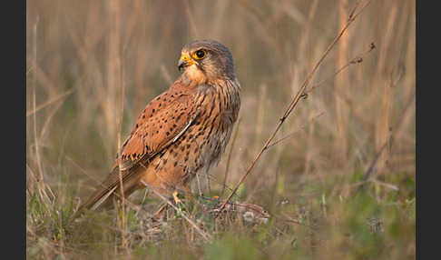 Turmfalke (Falco tinnunculus)