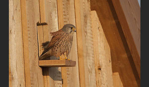 Turmfalke (Falco tinnunculus)