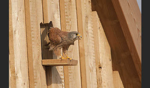 Turmfalke (Falco tinnunculus)