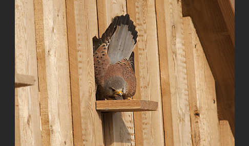 Turmfalke (Falco tinnunculus)