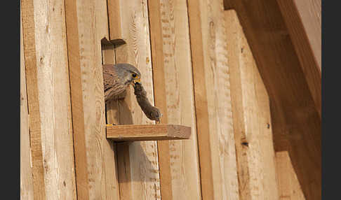 Turmfalke (Falco tinnunculus)