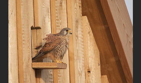 Turmfalke (Falco tinnunculus)