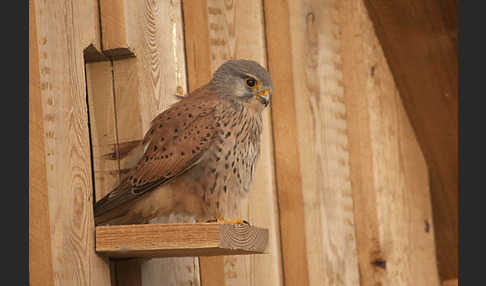 Turmfalke (Falco tinnunculus)