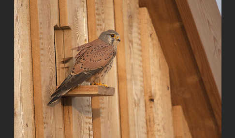 Turmfalke (Falco tinnunculus)