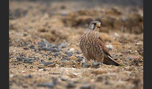 Turmfalke (Falco tinnunculus)