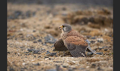 Turmfalke (Falco tinnunculus)