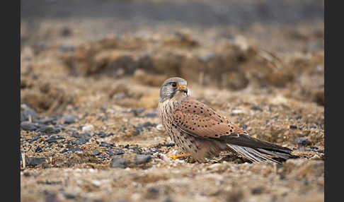 Turmfalke (Falco tinnunculus)