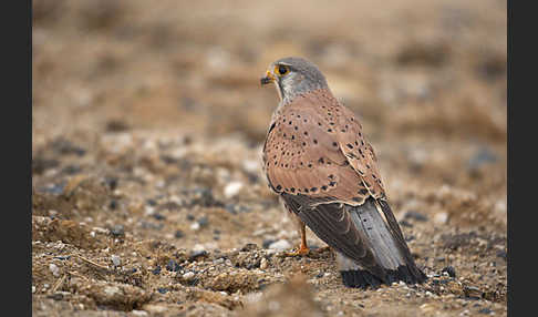 Turmfalke (Falco tinnunculus)