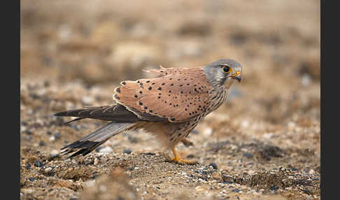 Turmfalke (Falco tinnunculus)