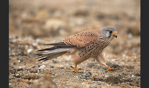 Turmfalke (Falco tinnunculus)