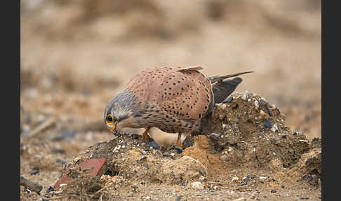 Turmfalke (Falco tinnunculus)