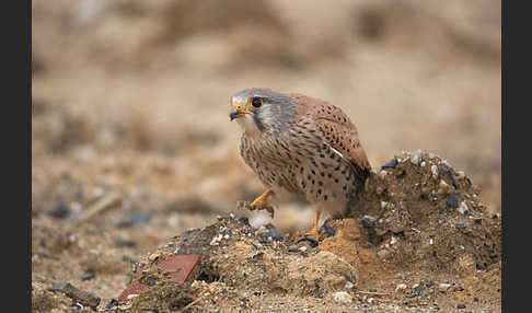 Turmfalke (Falco tinnunculus)