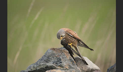 Turmfalke (Falco tinnunculus)