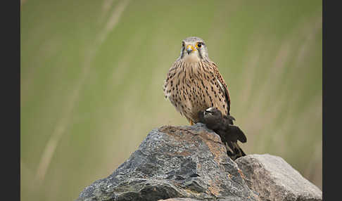 Turmfalke (Falco tinnunculus)