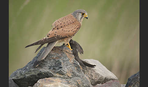 Turmfalke (Falco tinnunculus)