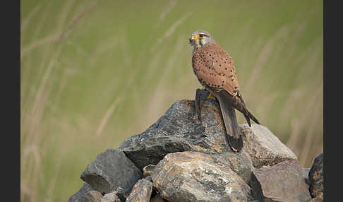 Turmfalke (Falco tinnunculus)