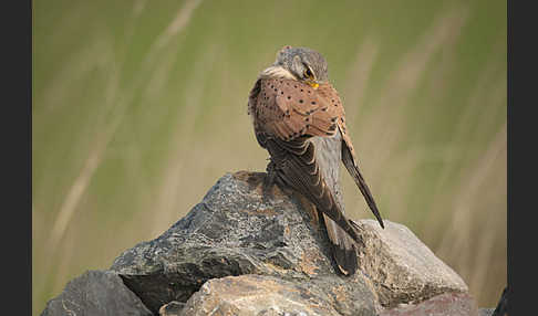 Turmfalke (Falco tinnunculus)