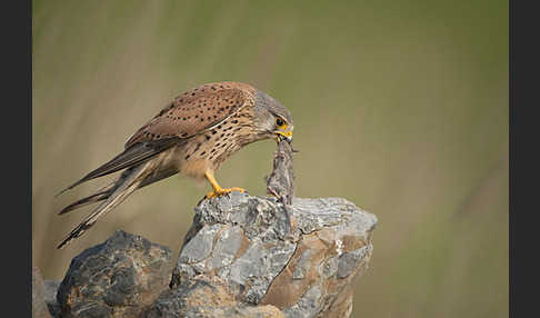 Turmfalke (Falco tinnunculus)