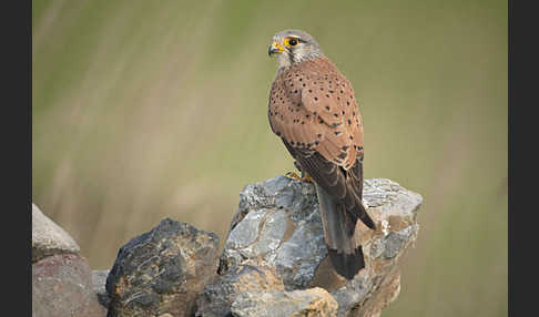 Turmfalke (Falco tinnunculus)