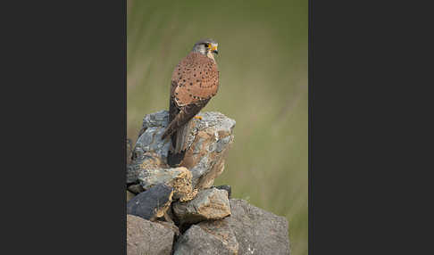 Turmfalke (Falco tinnunculus)