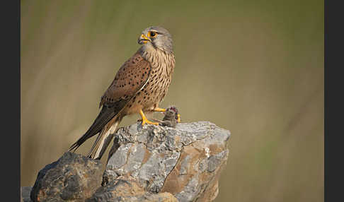 Turmfalke (Falco tinnunculus)